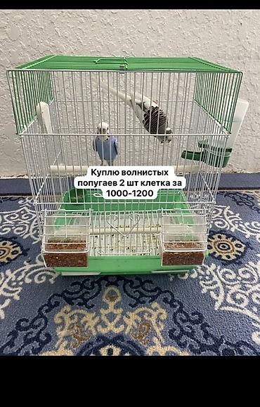 хомяк коины: Куплю волнистых попугаев — 2 шт. Интересует комплект с клеткой за — 1
