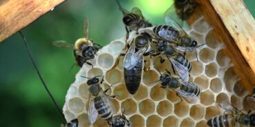 продаю шатры: Продаю мед натуральный горный вырощен на собственой пасике. цена за