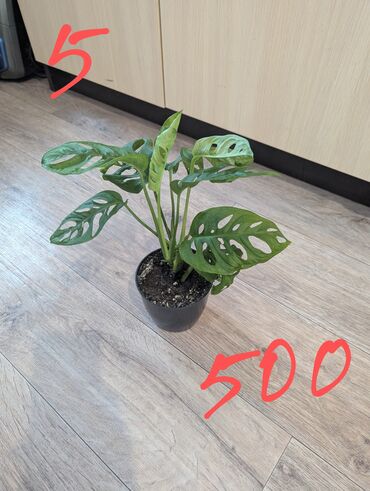 Другие комнатные растения: Комнатные растения, разных видов, филодендрон, хоя, эпипренум, фикус и — 9