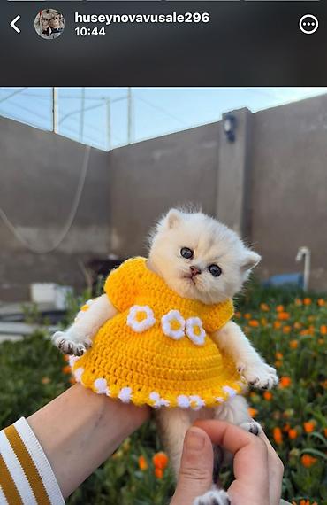 Pişiklər: Britan, Erkək, Dişi — 1