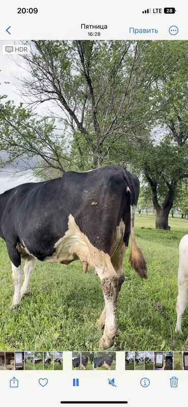 Коровы, быки: Продаю | Корова (самка) | Голштин | Для молока | После отела