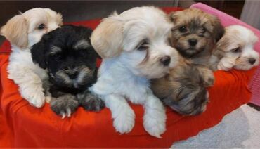 Psi: Na prodaju 5 prelepih dečaka havanskog bišona, stari 3 meseca. Od — 2