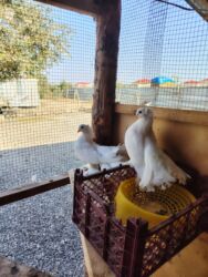 cins ineklerin qiymeti: Ağ rəngli şəbəkəli quyruqlu göyərçin cütü - Növ: dekorativ