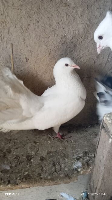 8 ayın quşudu, erkəkdi, bala çıxarır