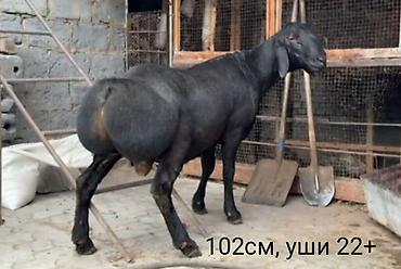 Баран, овца: Продаю | Баран (самец) | Арашан | Для разведения | Осеменитель — 1