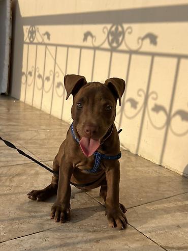 Pitbul