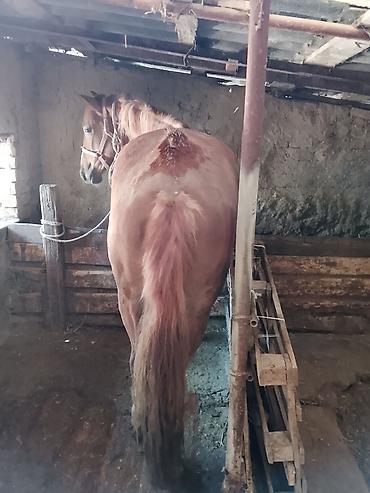 Лошади, кони: Продаю | Кобыла (самка) | На забой — 3