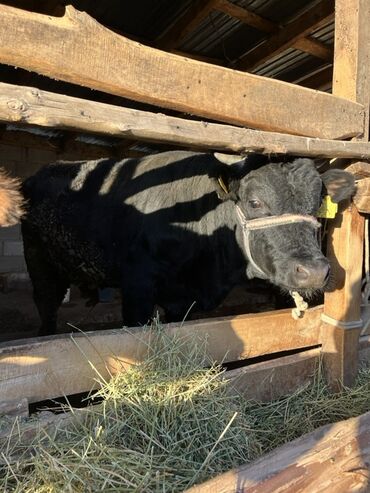 объявления о найденных животных: Продаю | Бык (самец) | На откорм | Привязанные