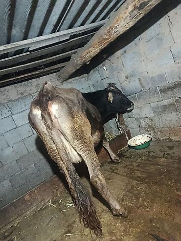 Коровы, быки: Продаю | Корова (самка) | Для молока | Племенные — 6