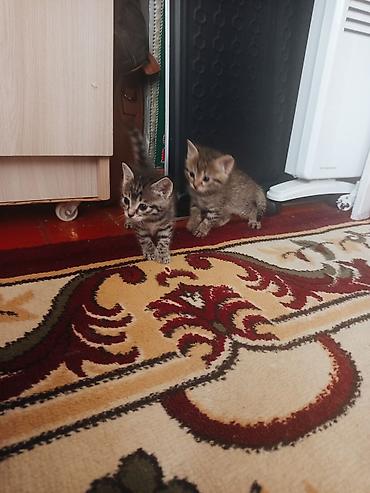 собака хаска: Котята, домашние, короткошёрстные. Описание: - Окрас: тигровые табби — 2