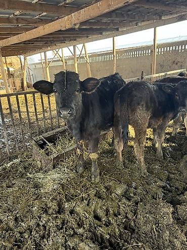 Коровы, быки: Продаю | Музоо, торпок | Швицкая | На откорм — 9