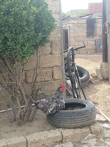heşterxan xoruzu: Ləkəli rəng çalarlı xoruz. Ağ-qara qarışıq, sıx və dekorativ görünüşlü — 1
