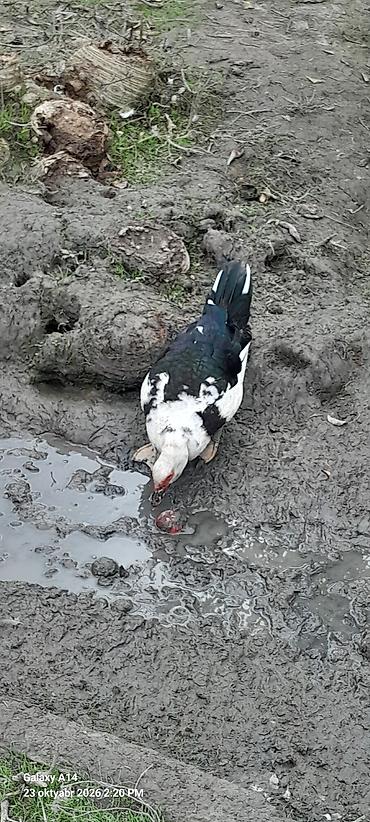 cüce satışı: Əvvəla Salam aleykum rəngli səsli ördəklər satılır ağlar satılmır öz — 4