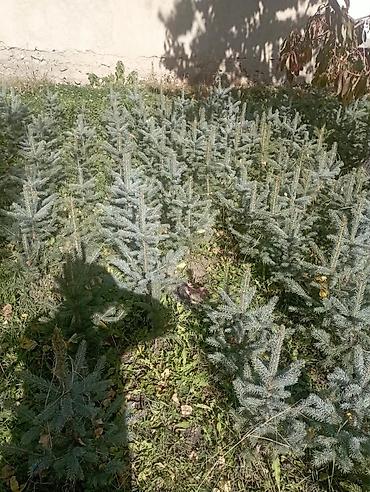 хвойные саженцы: Ель голубая (Picea pungens, «голубая ель») — сеянцы/подрост в открытом — 2