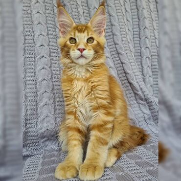 Other: Maine coon Kittens για δωρεάν υιοθεσία Προσφέρουμε υγιεινά και