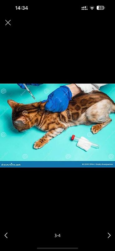 Ветеринар кызматы: 🐾 ВЕТЕРИНАРНЫЕ УСЛУГИ — БИШКЕК И ОБЛАСТЬ Профессиональная — 3