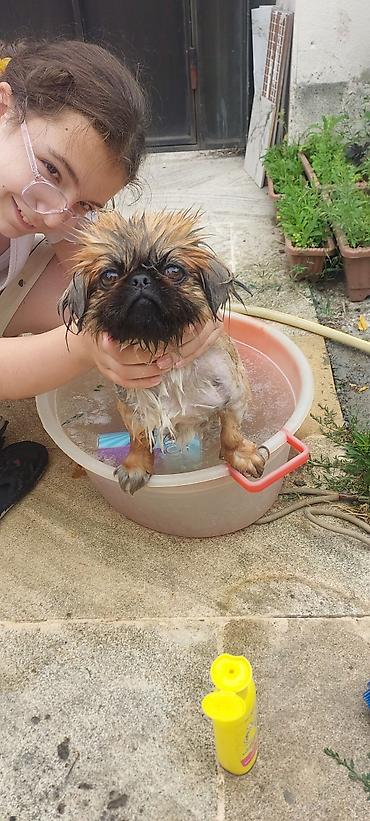 Pekines, 2 il, Dişi, Peyvəndli, Ödənişli çatdırılma lalafo.az -da Pekines, 2 il, Dişi, Peyvəndli, Ödənişli çatdırılma