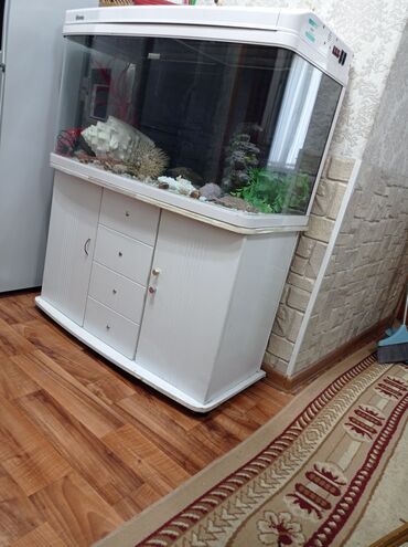аквариум с рыбками купить: Аквариумдар