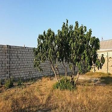 Torpaq: 18 sot, Tikinti, Maklerlər narahat etməsin, Kupça (Çıxarış) — 1