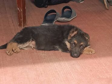 Собаки: Продается щенок немецкой овчарки с прививками находится в г каракол