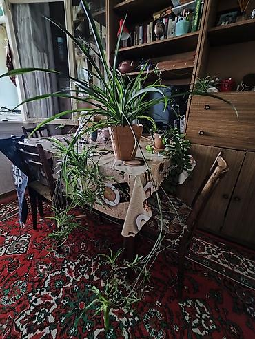 ev bitkisi: Otaq bitkisi – Chlorophytum comosum (Hörümçək bitkisi) Havanı — 1