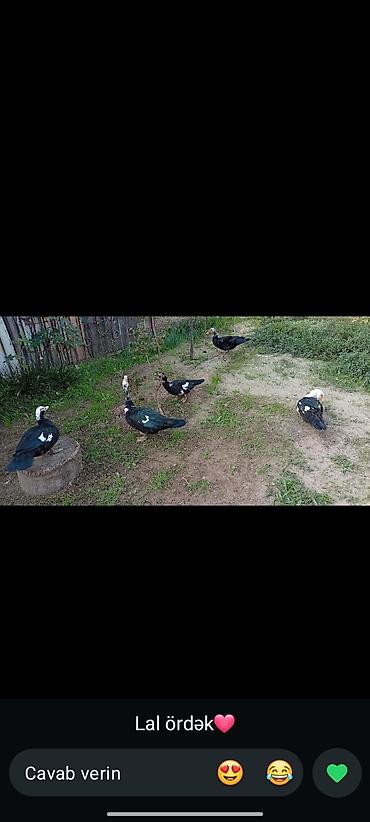 krasnadar ordek: LAL ÖRDEK ERKƏK etrafli dm — 3