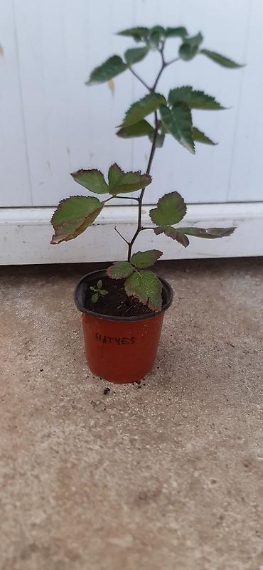 Другие виды семян и саженцев: Натчез Ежевика безшипная Рассада в горшках ЗКС Саженцы в наличии и — 8