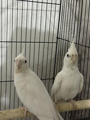 попугай корелла: Məhsul: Ağ nimfa tutuquşuları (cüt) - Növ: Nimfa (Cockatiel) — 2