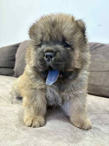 Psi: Čistokrvni CHOW-CHOW štenci Na prodaju čistokrvni CHOW-CHOW štenci — 7