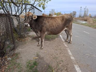 Коровы, быки: Продаю | Корова (самка) | Полукровка, Голштин, Алатауская | Для разведения, Для молока | Племенные, Стельные