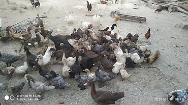 barter xoruz: Salam teserufatda her sort lal ordeylerimiz var 5 gunlukden 1 iline — 9