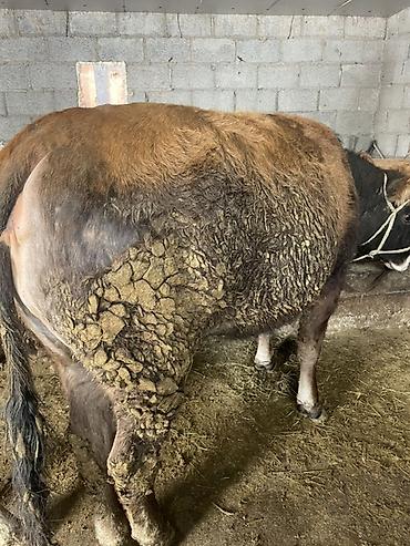 Коровы, быки: Продаю | Корова (самка) | На откорм, На забой, Для разведения — 2