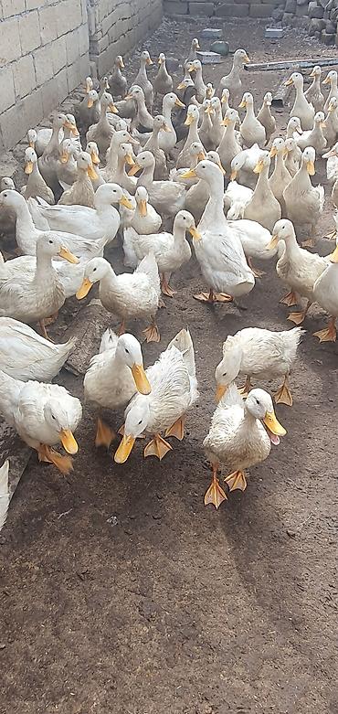 ev quslarinin satisi: Ağ rəngli ördəklər – iri sürü - Cins: yüngül tip, yumurtacı istiqamət — 3