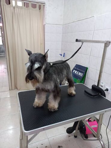 Psi: Odgajivacnica Pet house nudi prelepe stence Patuljastog snaucera Biber — 16