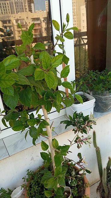 kitayski roza haqqinda: Ev üçün dekorativ dibçək hibiskusu (Çin qızılgülü) - Bitki forması — 1