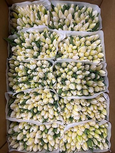 Букеты из живых цветов: Тюльпаны срезанные, свежие, прямые поставки. - Ассортимент — 13