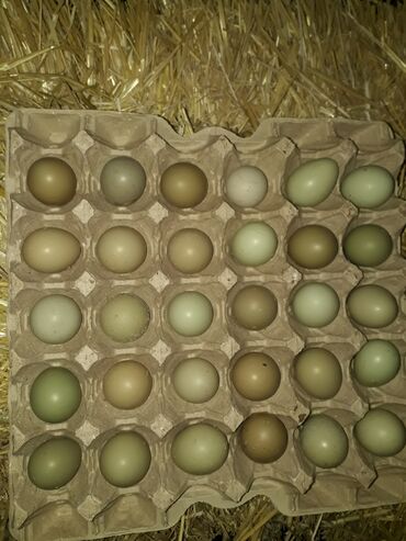 qafqaz avçarkası: Qırqovul yumurtaları satılır.Rumun qafqaz sortu.Yumurtalar