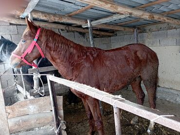 ветеринарная клиника на дом: Жазка 3 жаш буттары таза Минги жоош