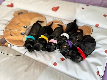 Psi: Patuljasti Snaucer Biber so boja 5 zenki 1 muzjak Stenad su iz — 5