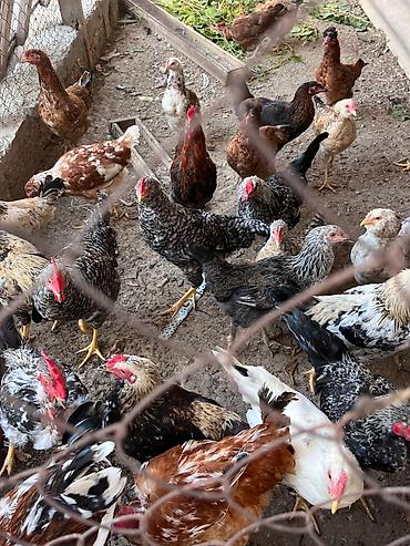 itler satisi: İlk günündən özüm böyütdüyüm heyvanlardi hər biri sağlamdir fərələr — 10