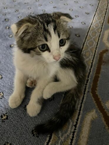 серый кот: Шотланская порода, не знаю чистая кровь или смещеная с обычным котом:/