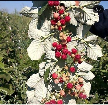 малина сажинцы: Малина Оптом, Самовывоз