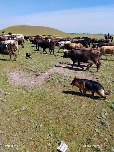 Продажа собак: Немецкая овчарка, 9 месяцев, Самка, С прививкой at lalafo.kg — 2 Продажа собак: Немецкая овчарка, 9 месяцев, Самка, С прививкой — 2