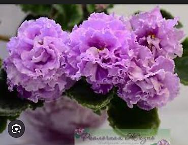 Фиалки и глоксинии: 🌱🌺🌱 Продаю сортовые ДЕТКИ стандартных, трейлерныхмини и полумини — 25