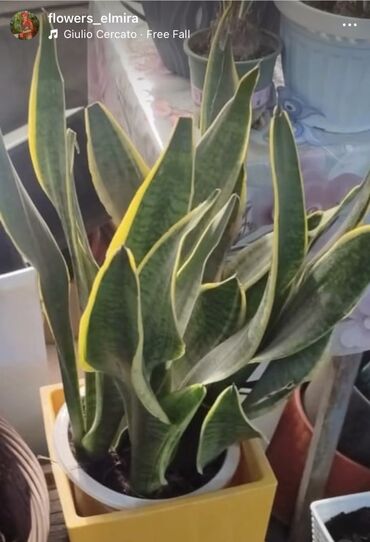 цветы тещин язык: Сансевиерия (Sansevieria trifasciata, «щучий хвост», «тещин язык») в
