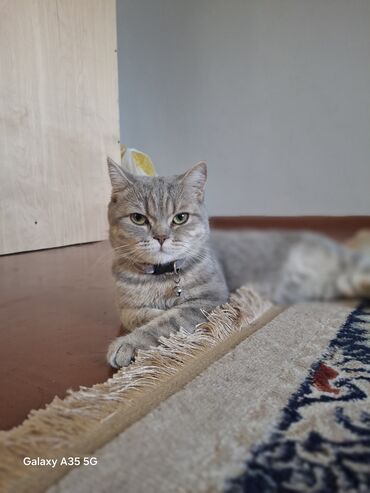 шотландская вислоухая кошка черная: Мышык сатылат
