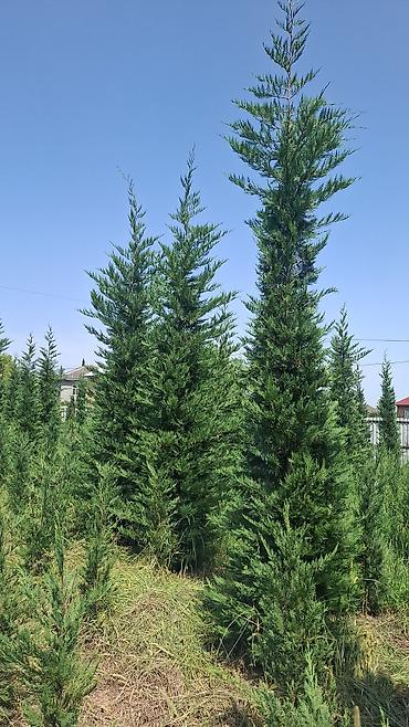 profil allah sekilleri: Hündür ətli leyland sipresi (Leyland cypress) fidanları - Hündürlük — 3