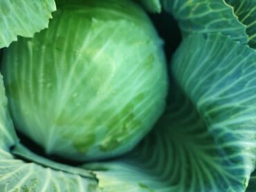 элитный черный кофе: Продаю капусту сорт средне поздний мегатон и фреска
