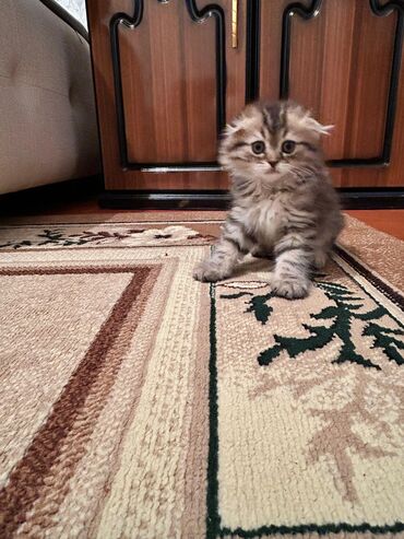 Pişiklər: Şotland yastı qulaq — 30