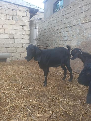 boğaz keçi: Qara rəngli disi heleb keçilər – uzun qulaqlı heleb buynuzlu, iri — 5